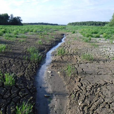 Etang de la Horre en assec