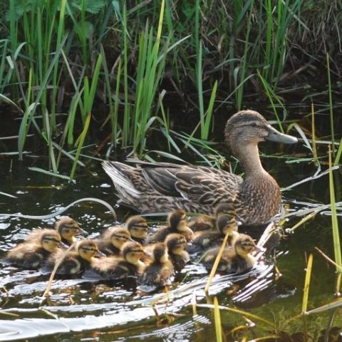 Femelle canard colvert et ses petits